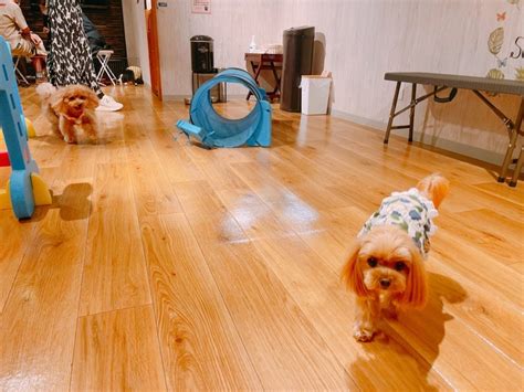 愛犬ヴィレッジ 閉店|れんくんとの生活（番外編③愛犬ビレッジ） ｜もかく